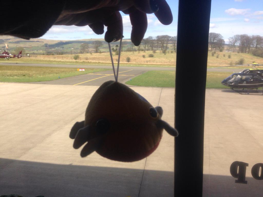 cat300's tweet photo. @ProtectABed_EUR bed bug watching planes and helicopters at Cumbernauld Airport http://t.co/ivX7qHXAfa