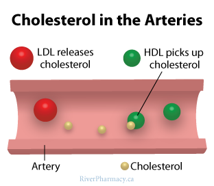 SamWilsonn25's tweet photo. HDL clears out the build up of LDL #rhsbms http://t.co/JBetFjnVhV