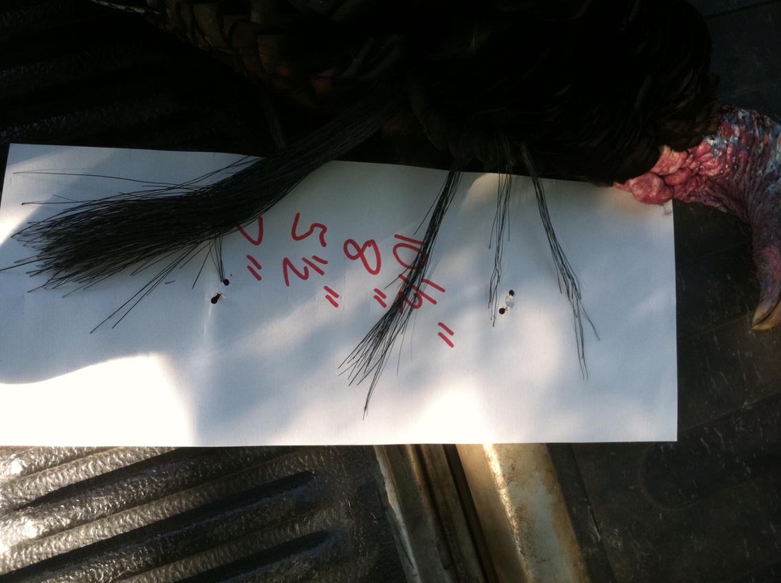 HalGarner's tweet image. 4 beards on this guy.