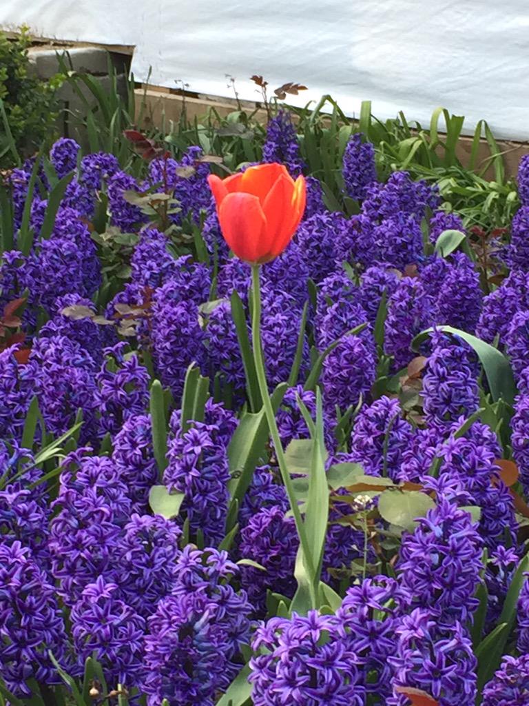 pitacrt's tweet image. 