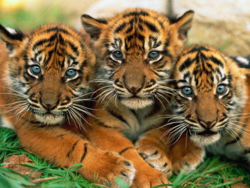 BENGAL TIGER LINE (@BENGALTIGERLINE) / X