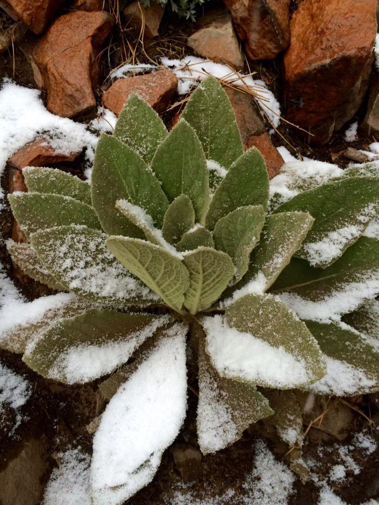 carey's tweet image. Flatirons, mountain hiking &amp;amp; sneak peeks of spring between the snowflakes #TwitterBoulder
