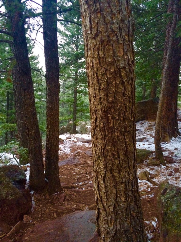 carey's tweet image. Flatirons, mountain hiking &amp;amp; sneak peeks of spring between the snowflakes #TwitterBoulder