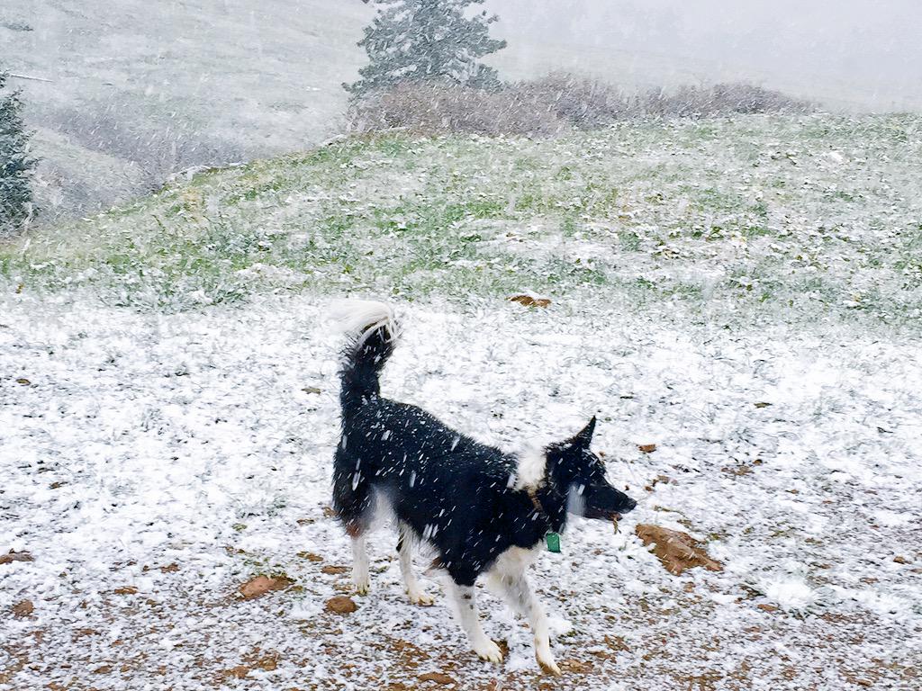 tperzyk's tweet image. 630a. Hike. Snow. Dogs. Selfies. 
#TwitterBoulder