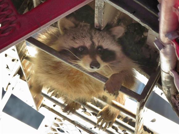 dave_bradley's tweet photo. And Toronto is worried about new green bins! This raccoon climbed 700ft up a crane!
http://t.co/IGqbRu6ez6 http://t.co/eUv9K0IDTe