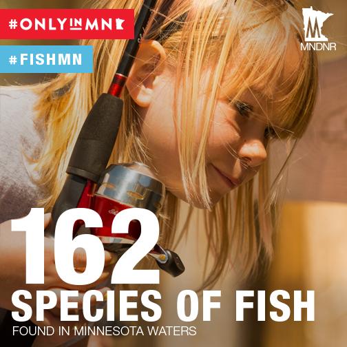 mnfishwildlife's tweet photo. How many have you caught? #FishMN #OnlyinMN http://t.co/4BEG1a5c2I