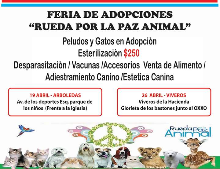 guaadopciones's tweet photo. http://t.co/3zME7Ughus próximo fin,  glorieta de los bastones en tlalnepantla #ruedaporlapazanimal #guaguaadopciones #adopta # esteriliza