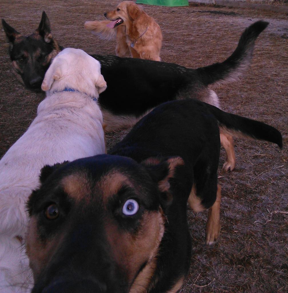 #yyc #cutestdogintheworld