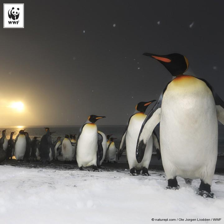 World_Wildlife's tweet image. ICYMI: @Netflix is teaming up with WWF and Silverback films on a new nature series. More: wwf.to/1PN3z6D