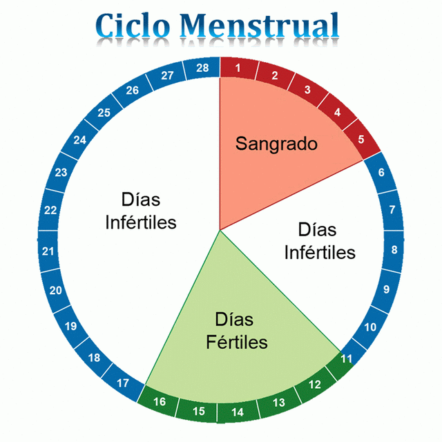 Conocer el patrón de tu ciclo menstrual te permite saber los días de ovulación