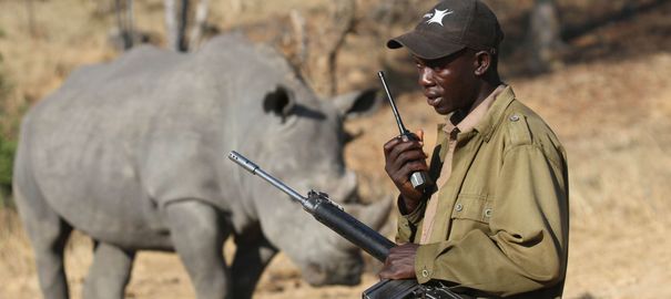 LEXPRESS's tweet photo. "Sudan", le dernier rhinocéros blanc du Nord mâle vit sous protection rapprochée http://t.co/CmBvDZEgFU http://t.co/XssUkLXhdN