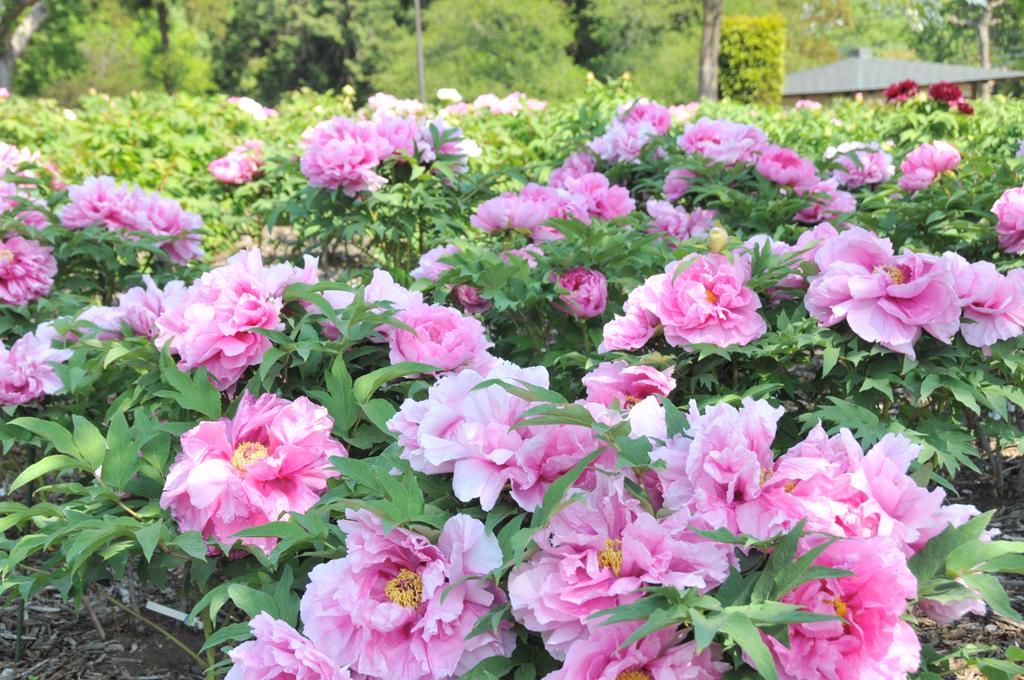 Enjoy Sports 東松山市の花 牡丹は英語でpeony 東松山市高坂地区にある大型商業施設ピオニウォークの由来も牡丹 です また アメリカインディアナ州の花も牡丹だそうです 東松山ぼたん園の見頃はゴールデンウィークでしょうか 待ち遠しいです 東松山