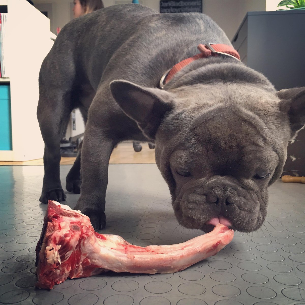 FrenchieMaurice's tweet photo. thanks to @butchersquarter for my treat! http://t.co/AC7p2m9QJm