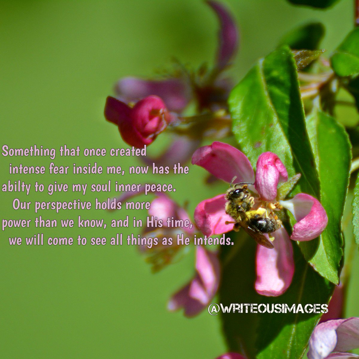 WriteousImages's tweet photo. #photography #Nikon #savethebees #phototherapy #writeousimages http://t.co/AwjDTpqRkc