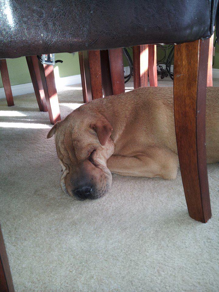 MannySharpei's tweet photo. This was me 30 seconds after we got home from daycare yesterday.  They said I was being very humpy. :-P http://t.co/kwMoXg66Xf