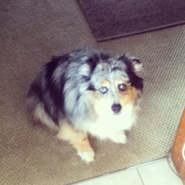 TheDudeRobb's tweet photo. Dogggggeee http://t.co/2FGvdH3i2y