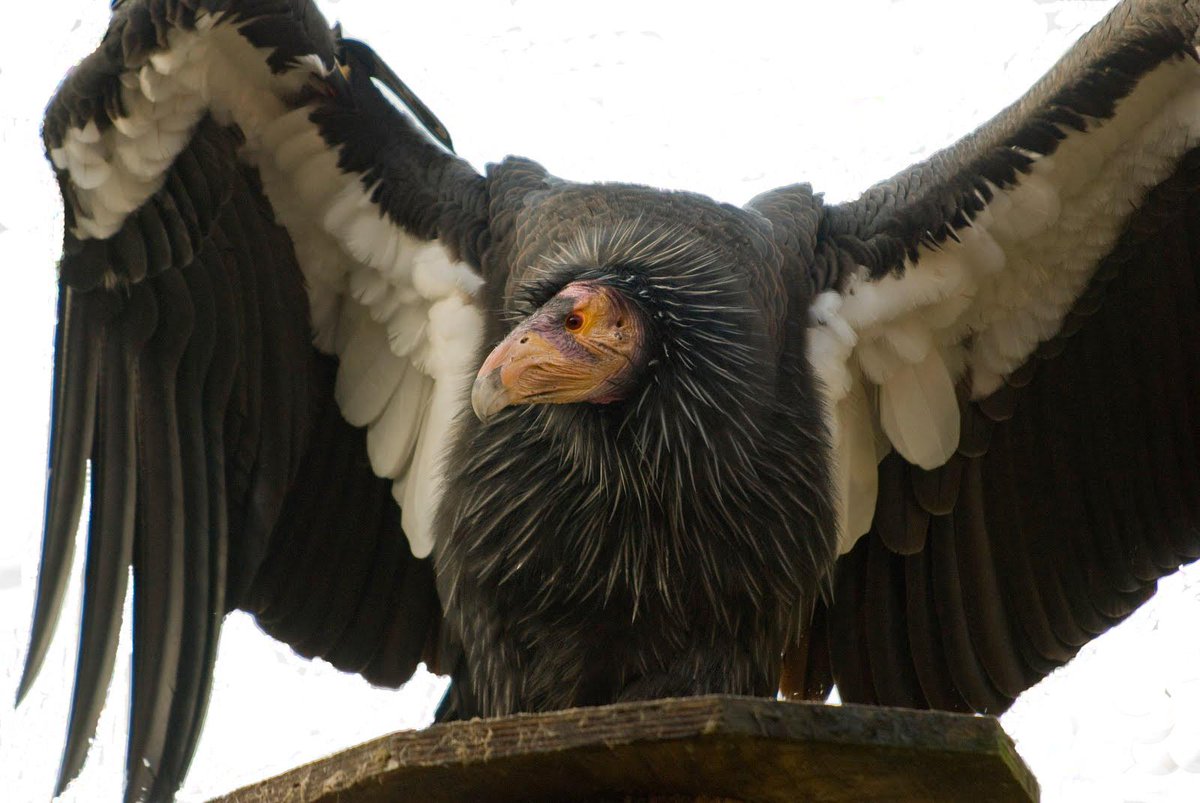 USFWSIntl's tweet photo. Seen our latest blog on the #CaliforniaCondor? http://t.co/S865zIUMhW #TrilateralCommittee. Photo John McCamman/USFWS http://t.co/HYjIMRRXYP