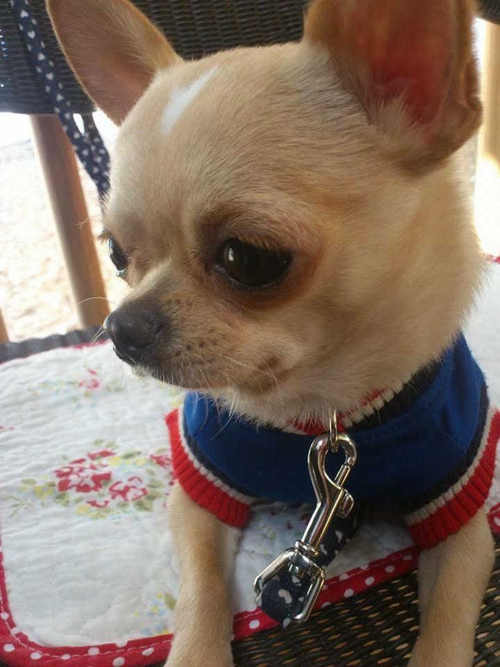 buggooflequio's tweet photo. Good night! :-)
おやしゅみ！
コタロ。
#dog #puppy #doggy #chihuahua #cute #adorable #犬 #仔犬 #チワワ http://t.co/nzxo9prkyP