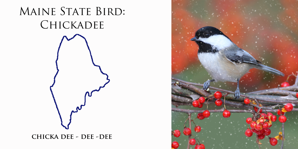 #Maine State #bird, the #chickadee, is non-migratory and must find food through harsh winters. #USStateFacts