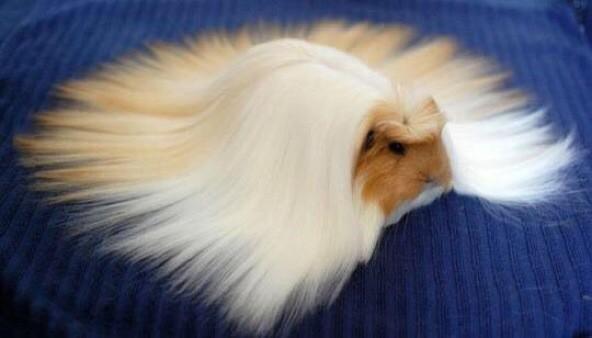 ThatsAnimals's tweet photo. when you're having a good hair day http://t.co/7aZqlYI9E0