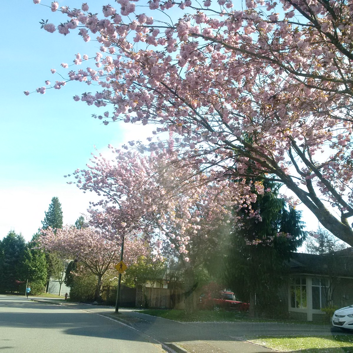 VictoriaAlcuaz's tweet photo. #vancouverspringrocks http://t.co/OYs9Zdhpzs