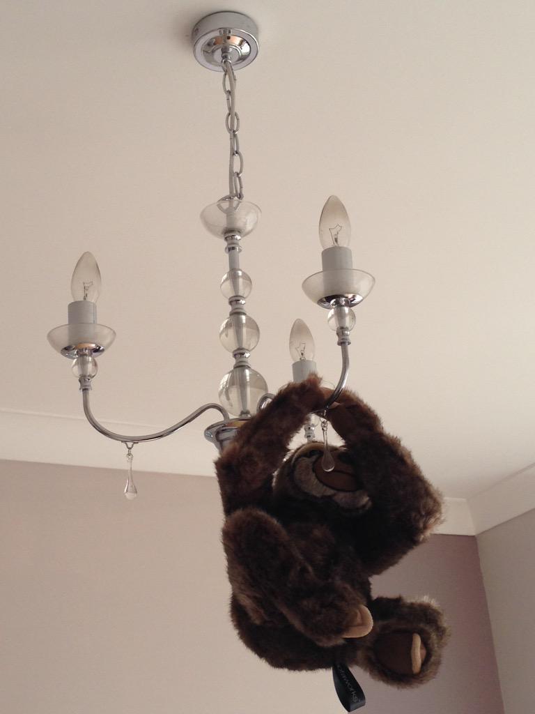sarah_comber's tweet photo. He's only been here a day and already causing trouble π @sofaworksUK #littleneal http://t.co/qnXqqGEeA7
