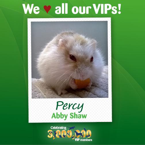 petsukofficial's tweet photo. This cutie is Percy, who loves playing around the house and resting on his owner’s shoulder! #VIP3million http://t.co/27pv6lwesb