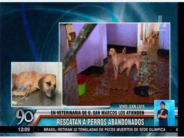 elpopular_pe's tweet photo. #LaVictoria: perros abandonados en departamento ya reciben tratamiento http://t.co/feVNLC2cme http://t.co/gbTE0qM8e1