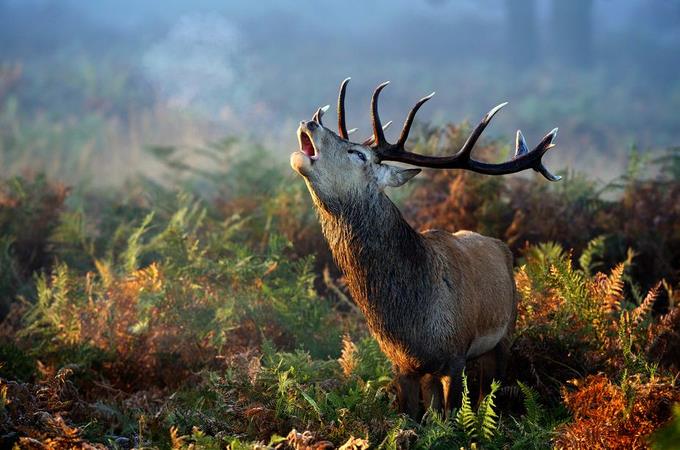 gede_prama's tweet photo. Be gentle to animals, they also pray
http://t.co/w45WpLwScO
http://t.co/xRZwPL9pdt