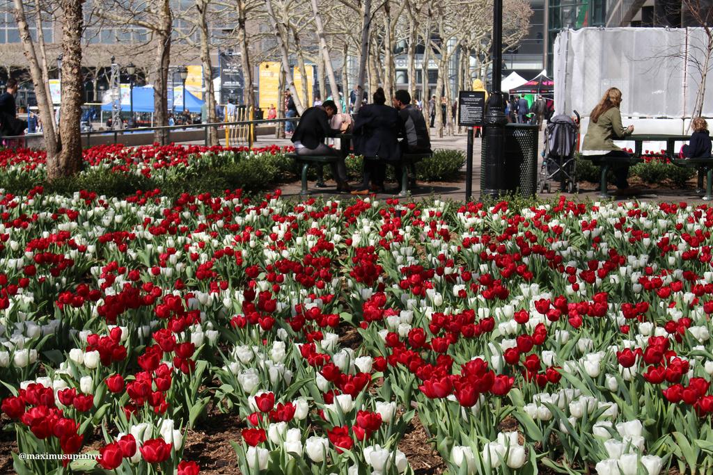 Tulip garden in full bloom at battery park's brookfield place nyc