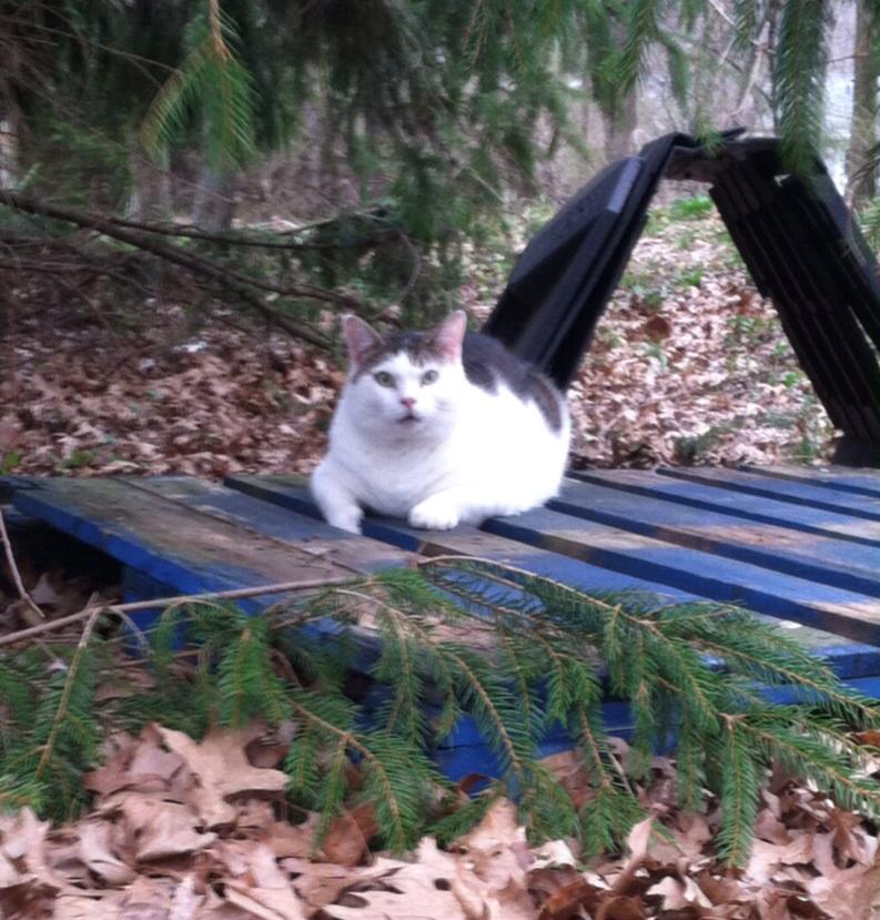 lifewithbane's tweet image. His own private camp site. #bane #campingkitty #tickalert