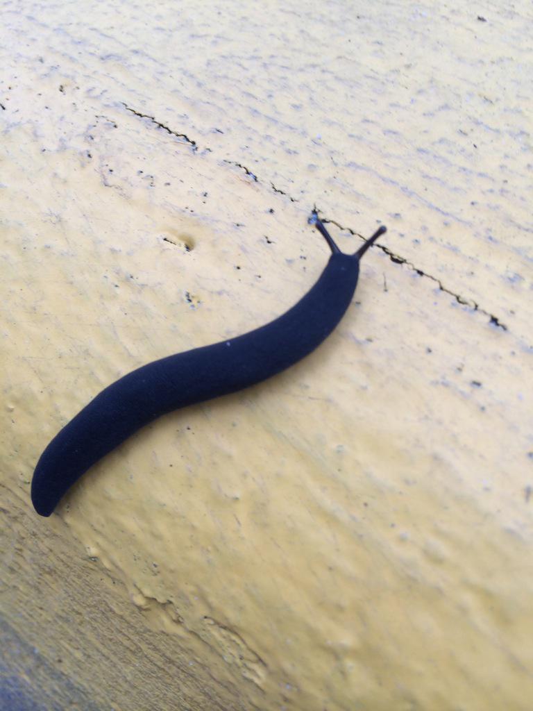 FSU_Report's tweet image. 