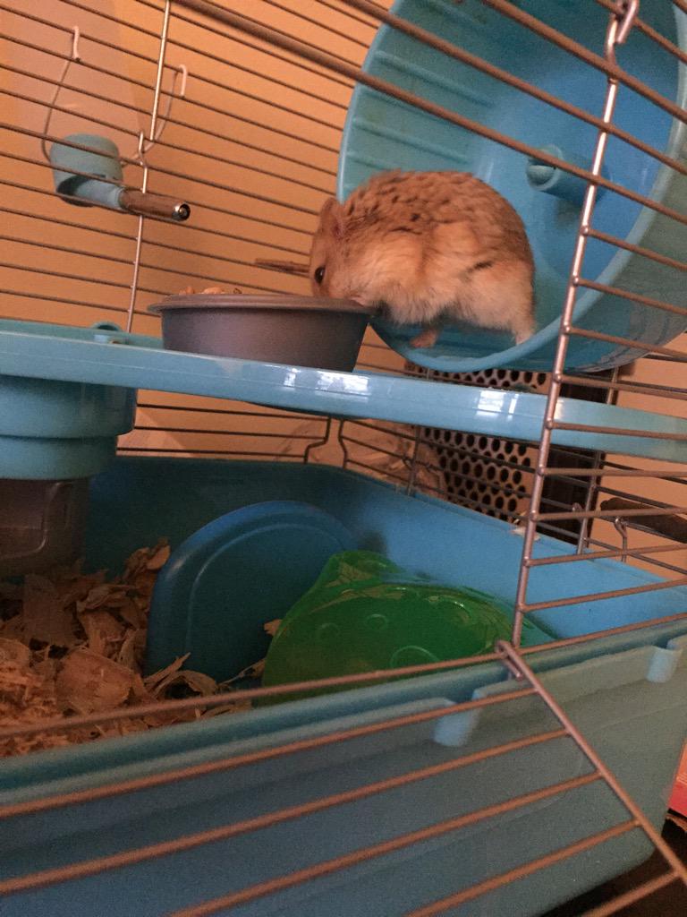 Burritohamster's tweet photo. Hmmm should I eat or exercise? #hamsterlife #hamsterproblem #cute http://t.co/u9dfWs6ONh