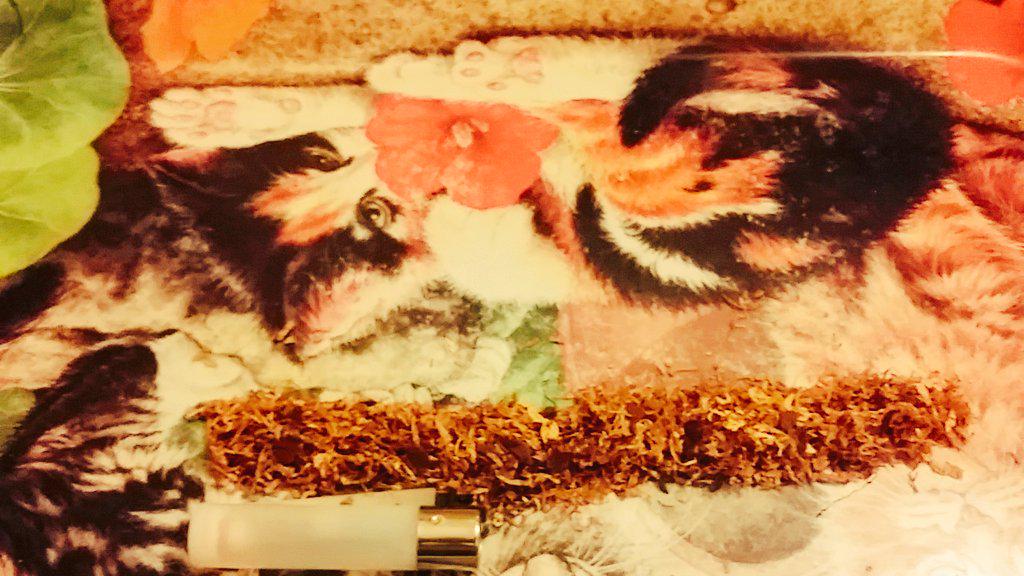 BrsoPlayer's tweet image. Fabricando un peton de kilo pa mimir guaay #4Papers #Hueva #OCB