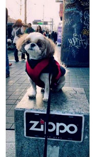 _nskyj's tweet photo. main sama coco di itaewon...ceritanya coco lagi acting jadi patung xD
#cutepuppy http://t.co/6xEfnGLeSV