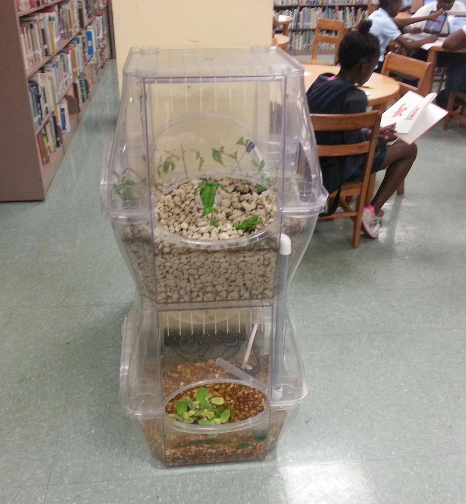 AS_Hospitality's tweet photo. @aqualibrium @elementarywj WJ Bryan Elementary School experimenting w alternative gardening. http://t.co/3BQBGPWatI