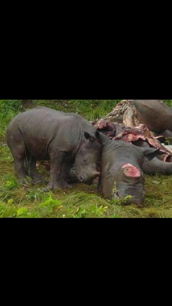 This beautiful little orphan rhino clings to his murdered mother. How the fuck is this defendable? Heartbreaking.