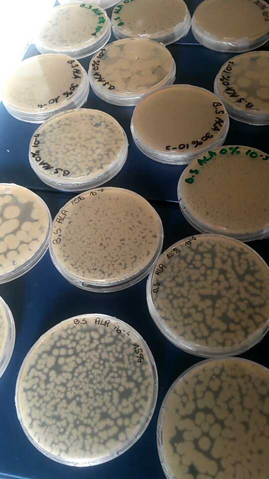 Adelefdv's tweet photo. Beaucoup beaucoup de bacteries ! #thermalwars  #cryobilogy http://t.co/D34qdXQv43