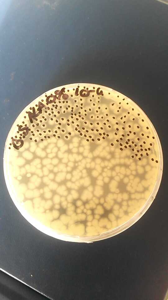 Adelefdv's tweet photo. Beaucoup beaucoup de bacteries ! #thermalwars  #cryobilogy http://t.co/D34qdXQv43