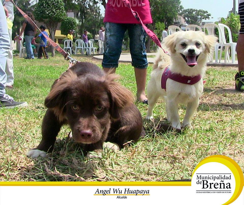 MuniBrena's tweet photo. Brindando salud y bienestar a las mascotas, se realizó la III campaña veterinaria gratuita en el parque Oxapampa. http://t.co/LgVnsaZcSW