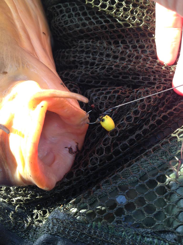 1978glassy's tweet photo. @KordaOfficial good job the kaptors are sharp! only just nicked in. old warrior! http://t.co/2KUrjG0il1