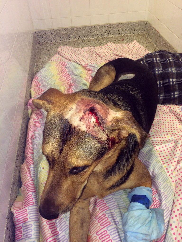 JdeMontreal's tweet photo. Les pires raisons données par des pour justifier la maltraitance faite à des animaux
http://t.co/TgBeg5dWjd http://t.co/jGDlb6Po4u