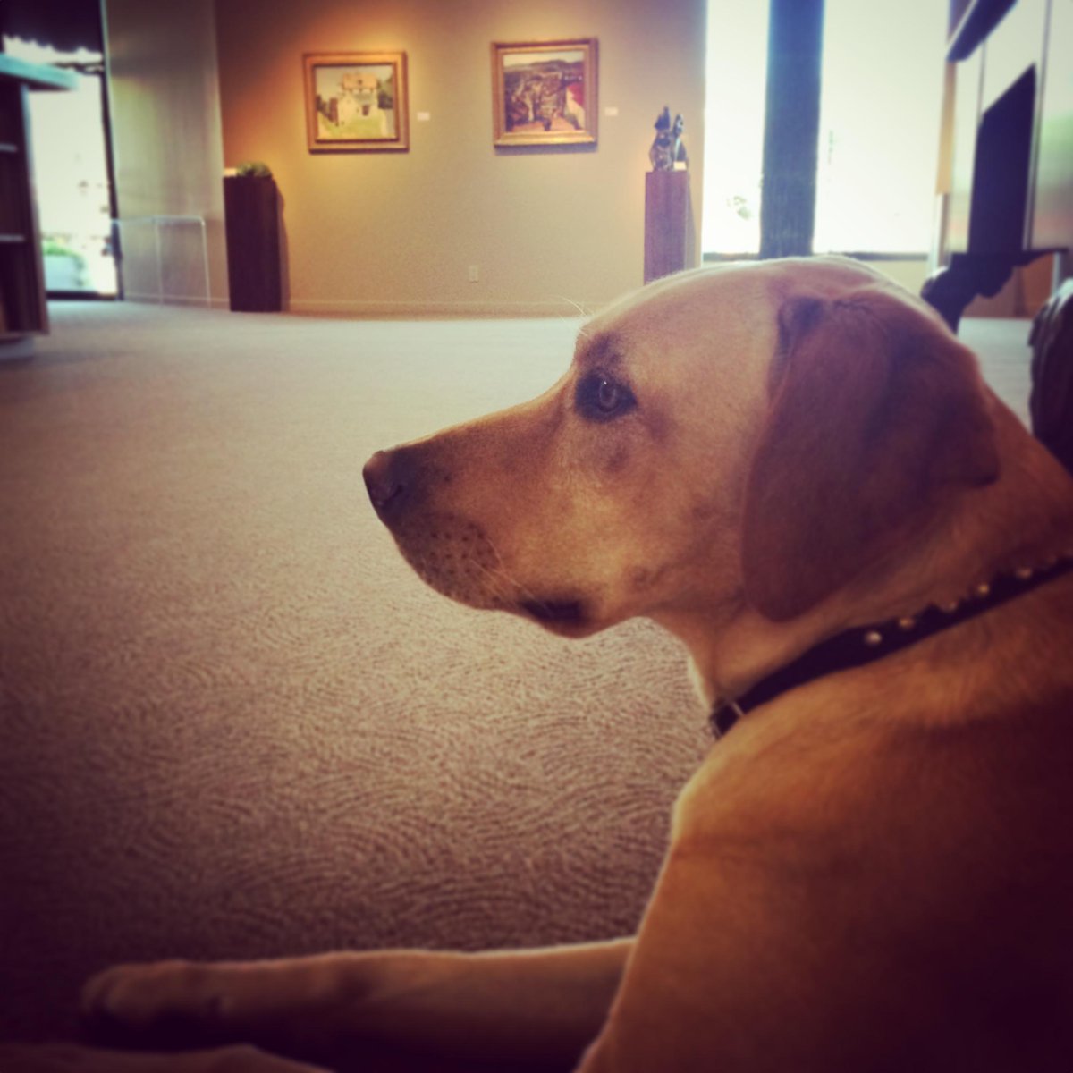 GSternFineArts's tweet image. Our favorite #culturalcanine came to visit! Rosie admires works by #PaulSample and #EdouardVysekal @GSternFineArts