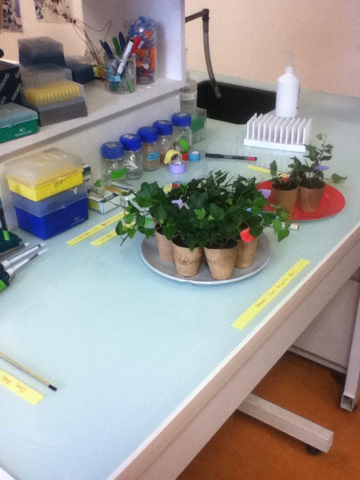 Préparation du projet de demain: rempotage de 26 petites pousses de lierre! #ThermalWars