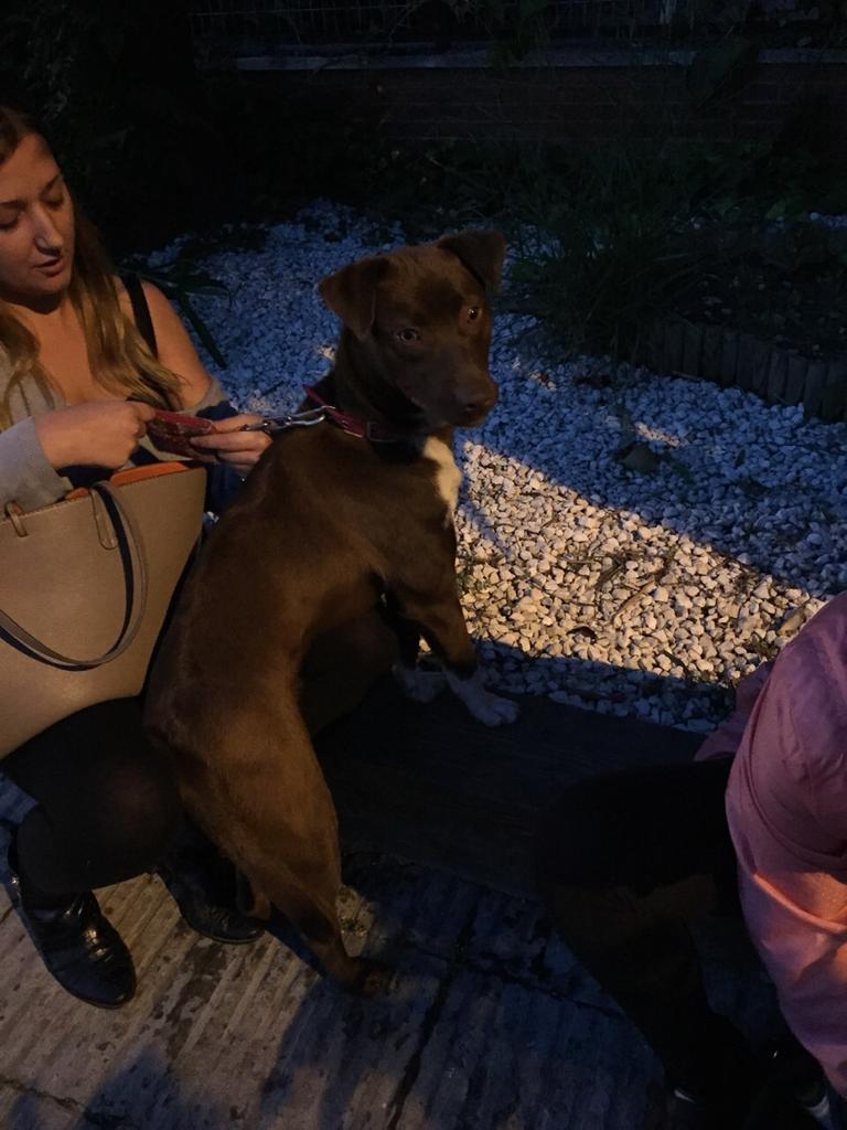virginiacf87's tweet photo. Acaban de tirarlo de un coche en marcha,un cachorro cariñoso y juguetón sin chip,necesita familia.contactar X privao http://t.co/jP2Z1YS6A3