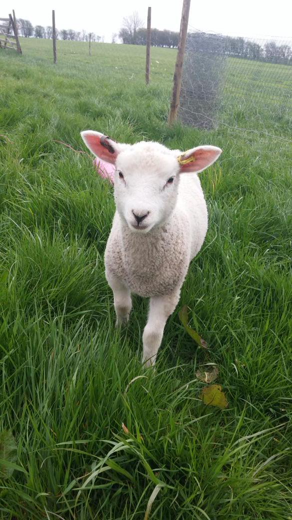 My beautiful little lamb 'Spot' #lambing2015 #sheep #love #farm365