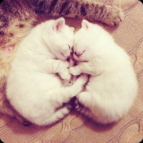 KittyCatVideo's tweet image. #Sisters