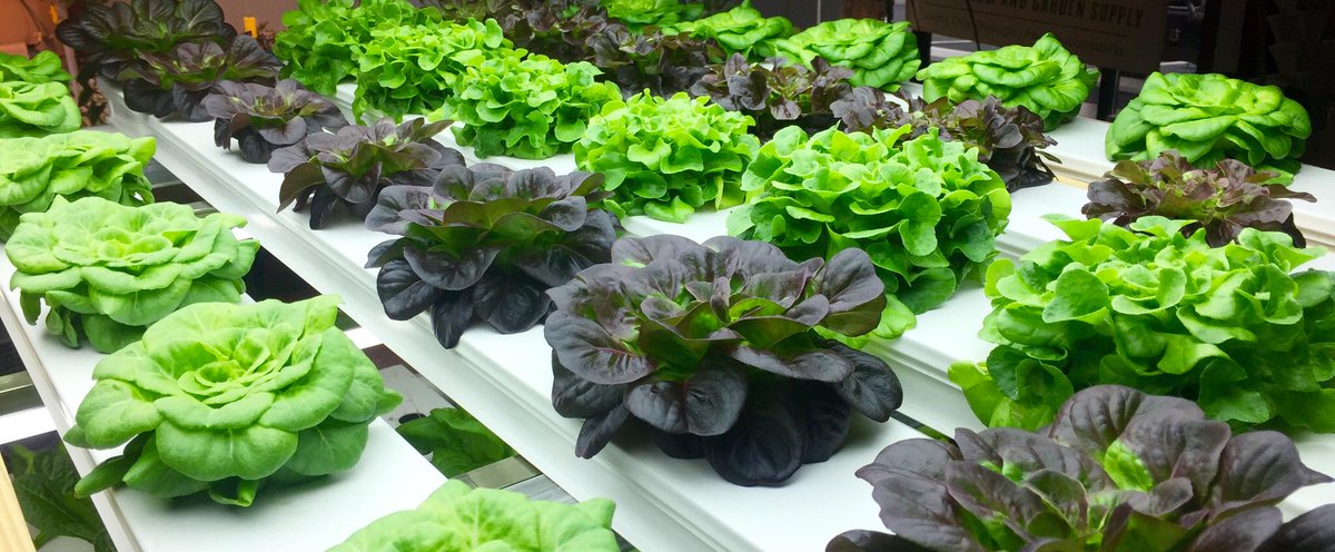 LotusUrbanFarm's tweet photo. Introducing Our Salanova!
http://t.co/TEqSswMyHW http://t.co/ZVrP7h6QFL
