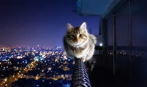 KittyCatVideo's tweet image. Do I scare you?