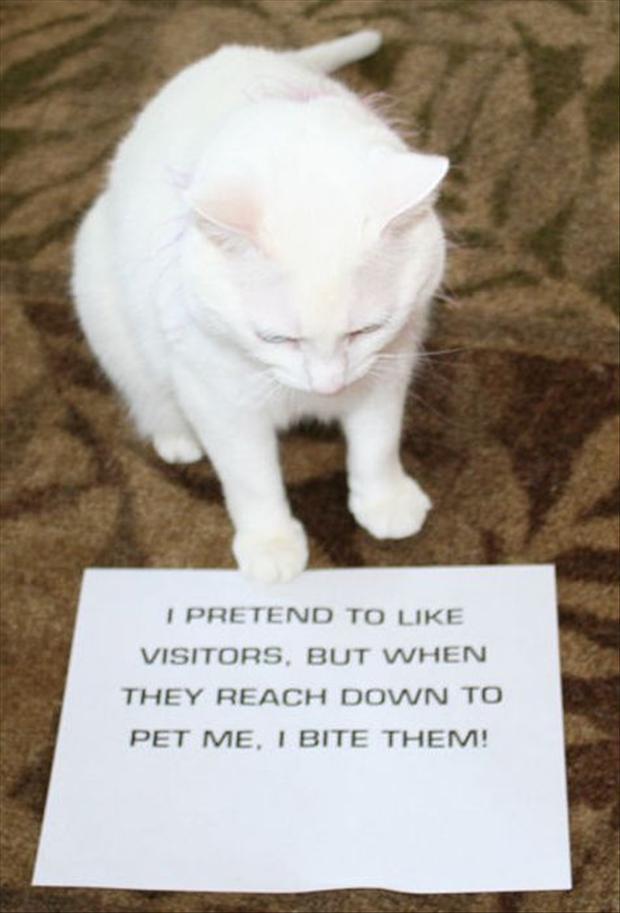 KittyCatVideo's tweet image. #confessions of a #cat